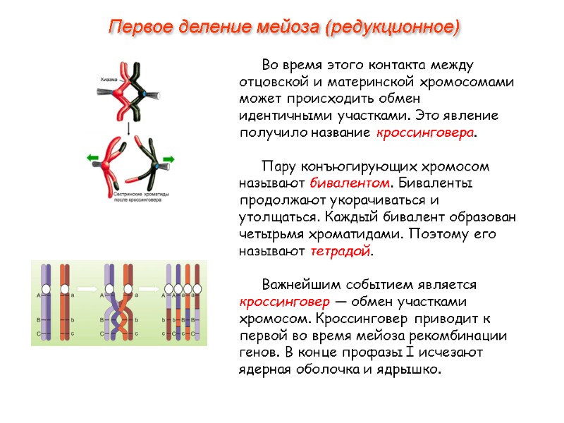 Во время этого контакта между отцовской и материнской хромосомами может происходить обмен идентичными участками.